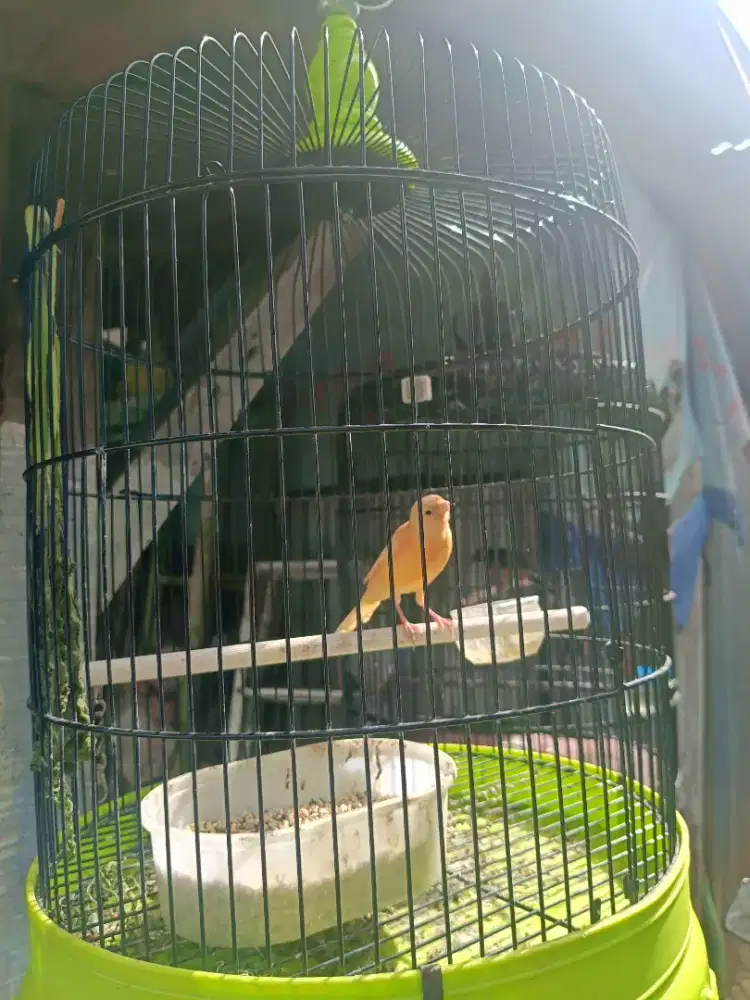 Kenari Jantan Riwikan Burja