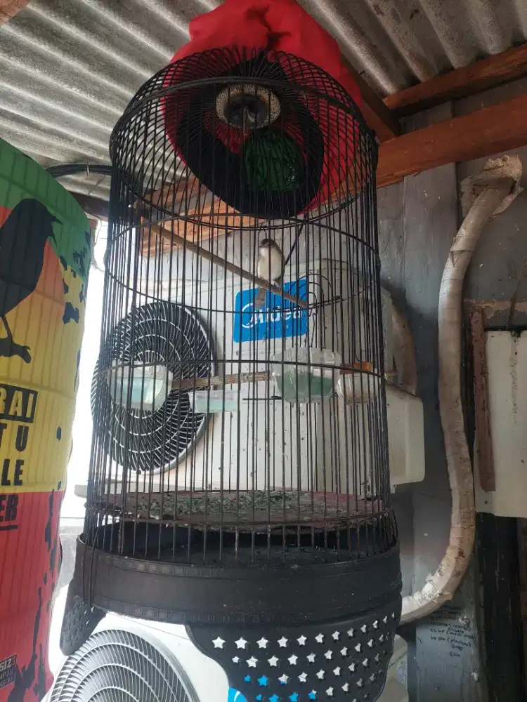 Butung ciblek sawah gacor