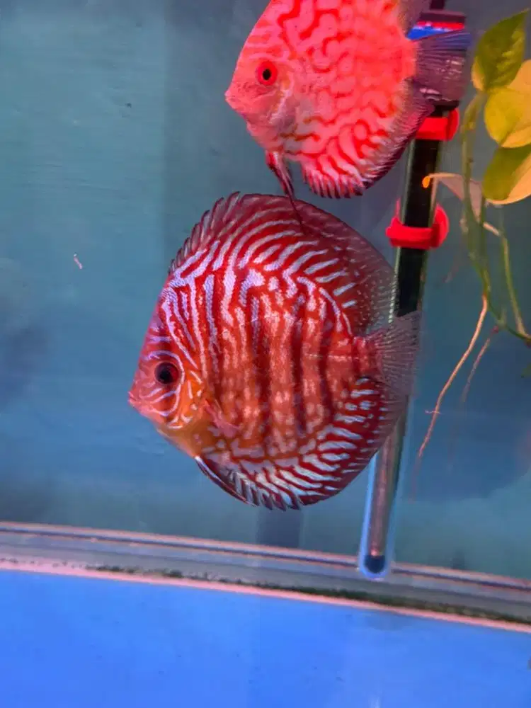 Discus Borongan Murah