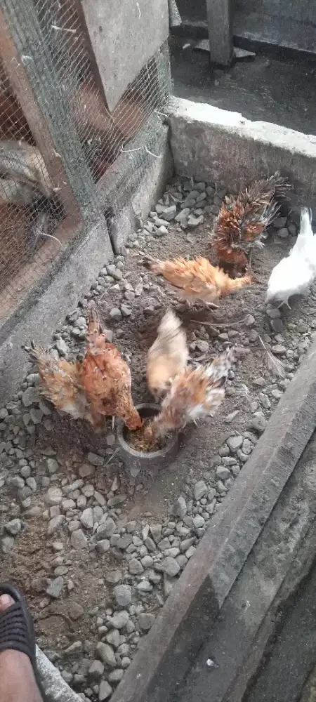 Sepasang Kate remaja murah aja