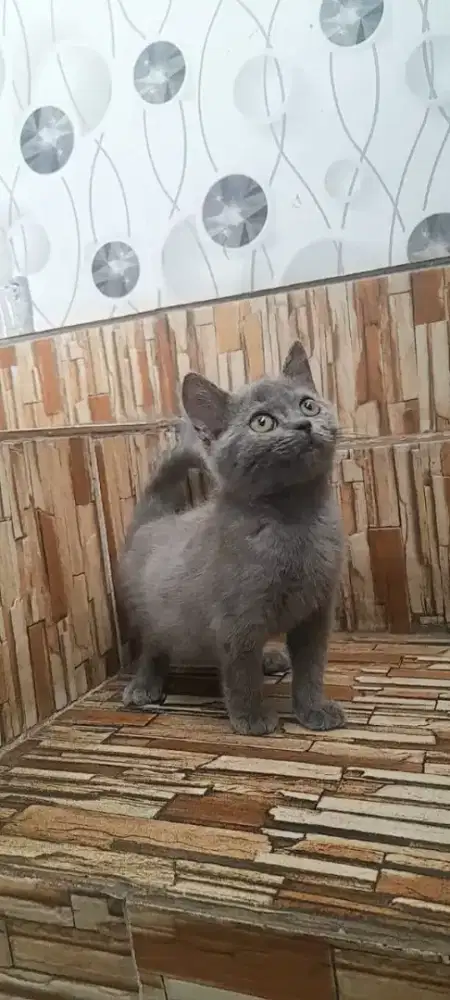 Kucing BSH jantan blue