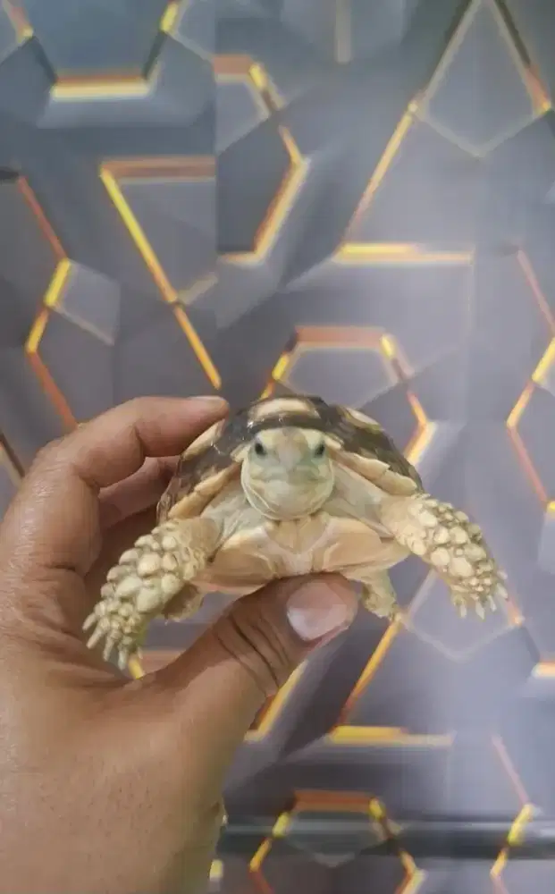 SULCATA MOCCA 9CM UP