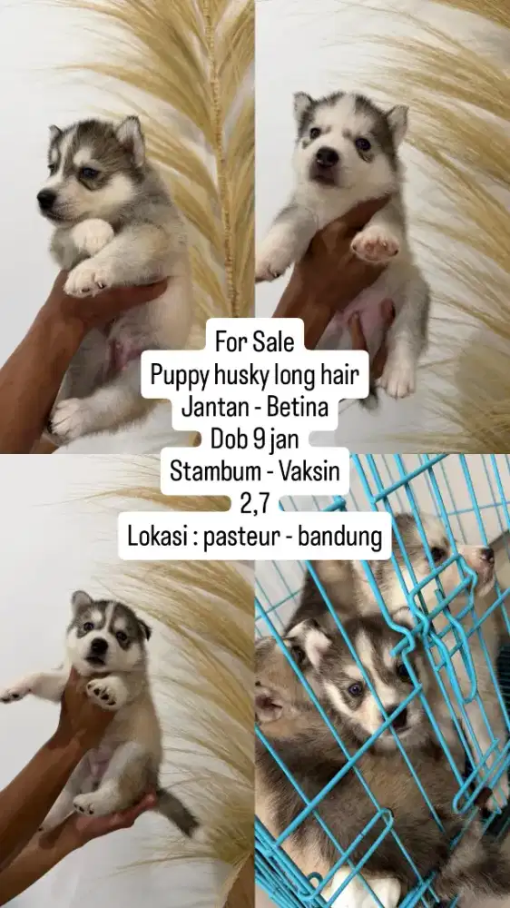 Open adopt husky satuan atau borongan
