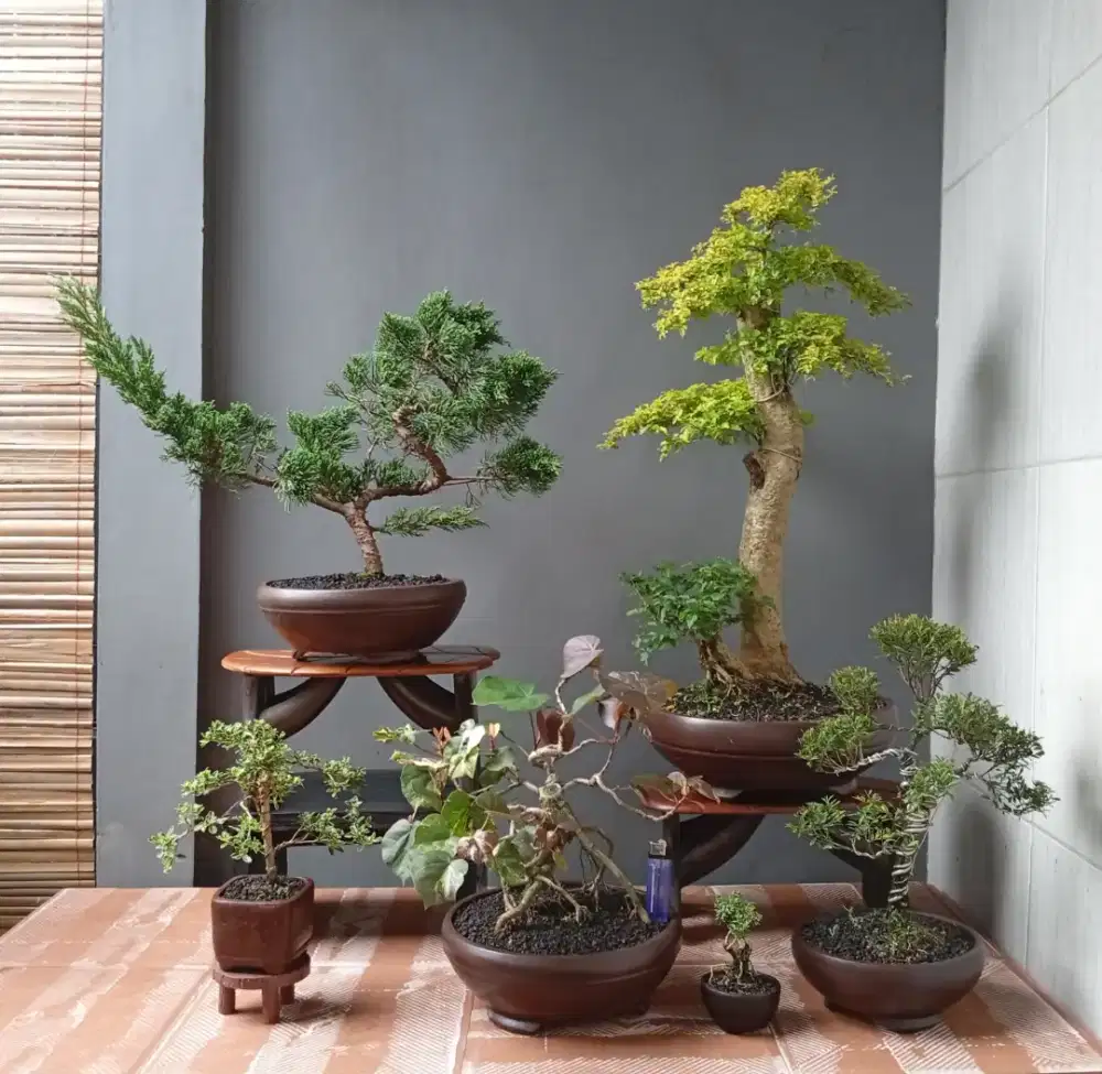 Mini bonsai imut ada 6 pohon murah