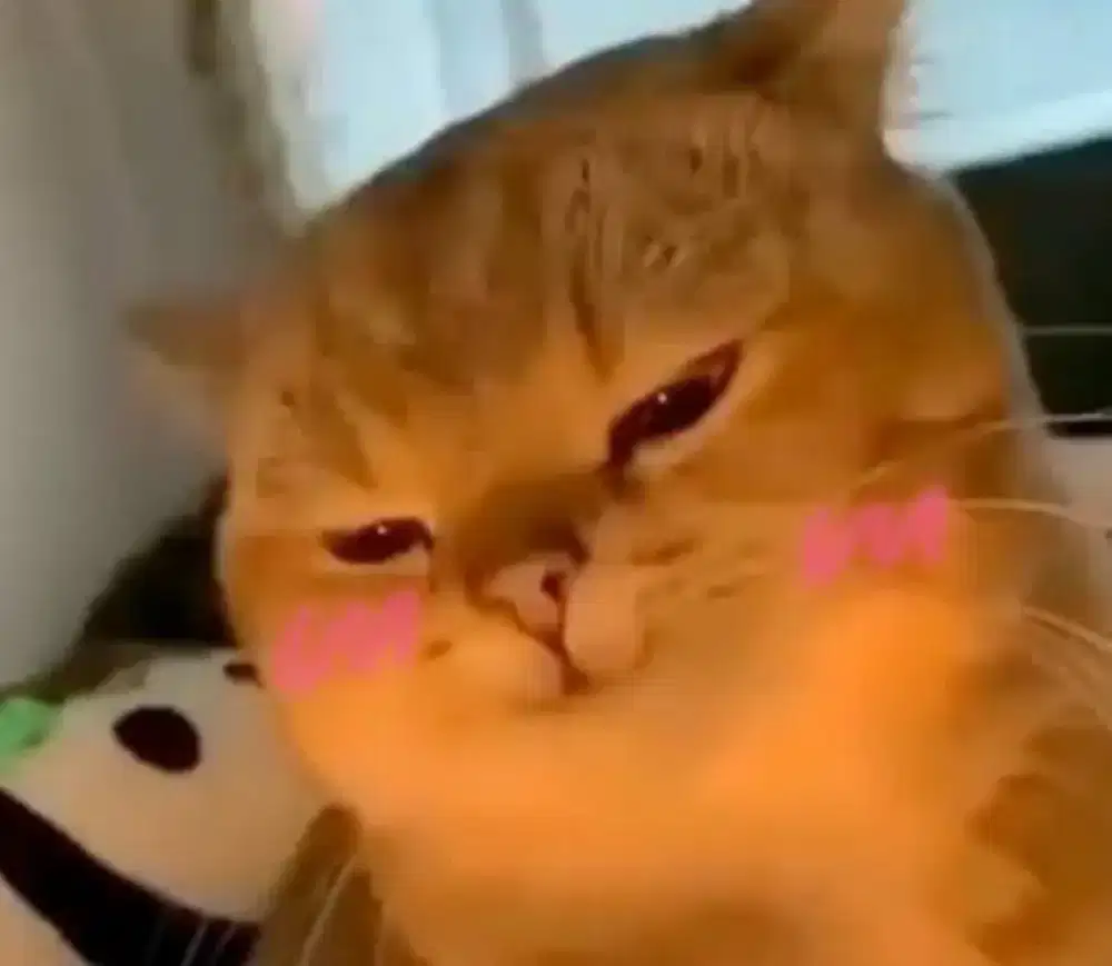 Saya lagi cari kerjaan