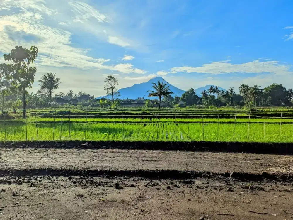 Tanah Strategis SHM Pandowoharjo View Sawah & Gunung