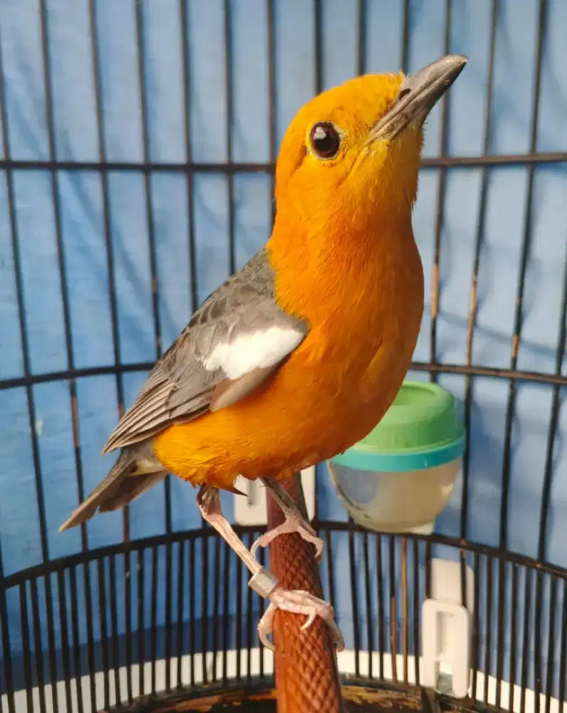 Am ring wn Bali vs am ring los ring