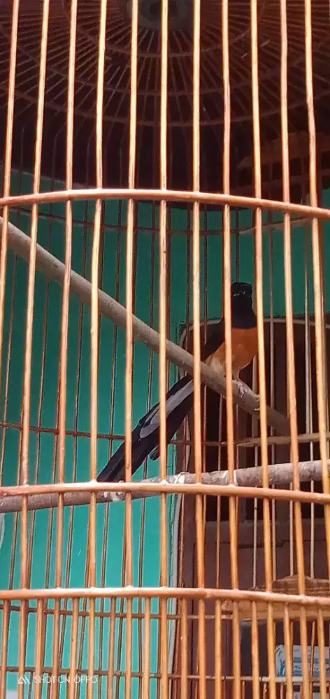 Jual fullset no tebok santai oi murai medan ternakan burja net