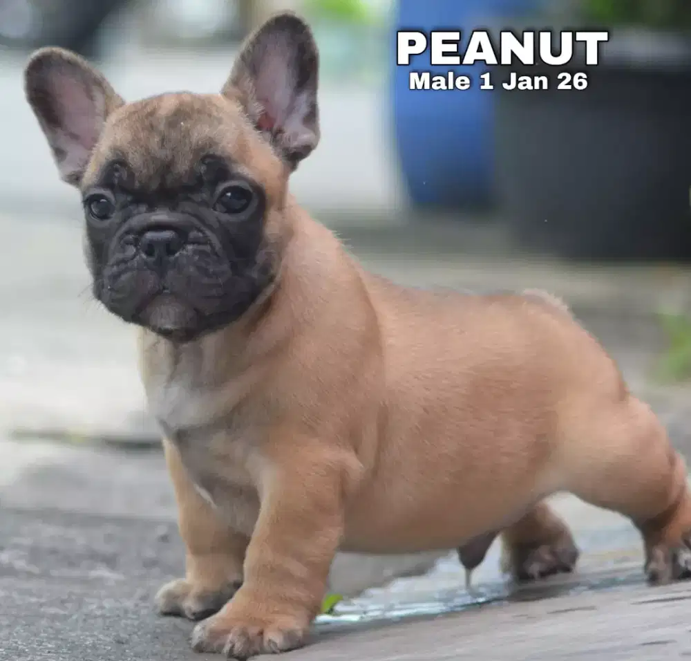 French bulldog fawn jantan •PEANUT•