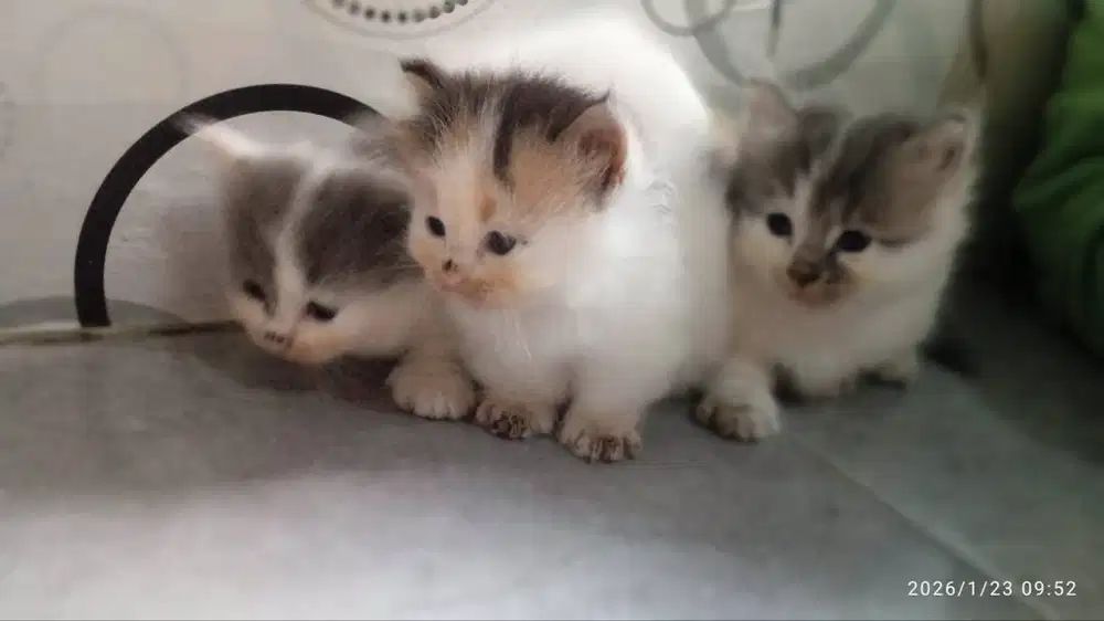 Kucing Kitten Munchkin