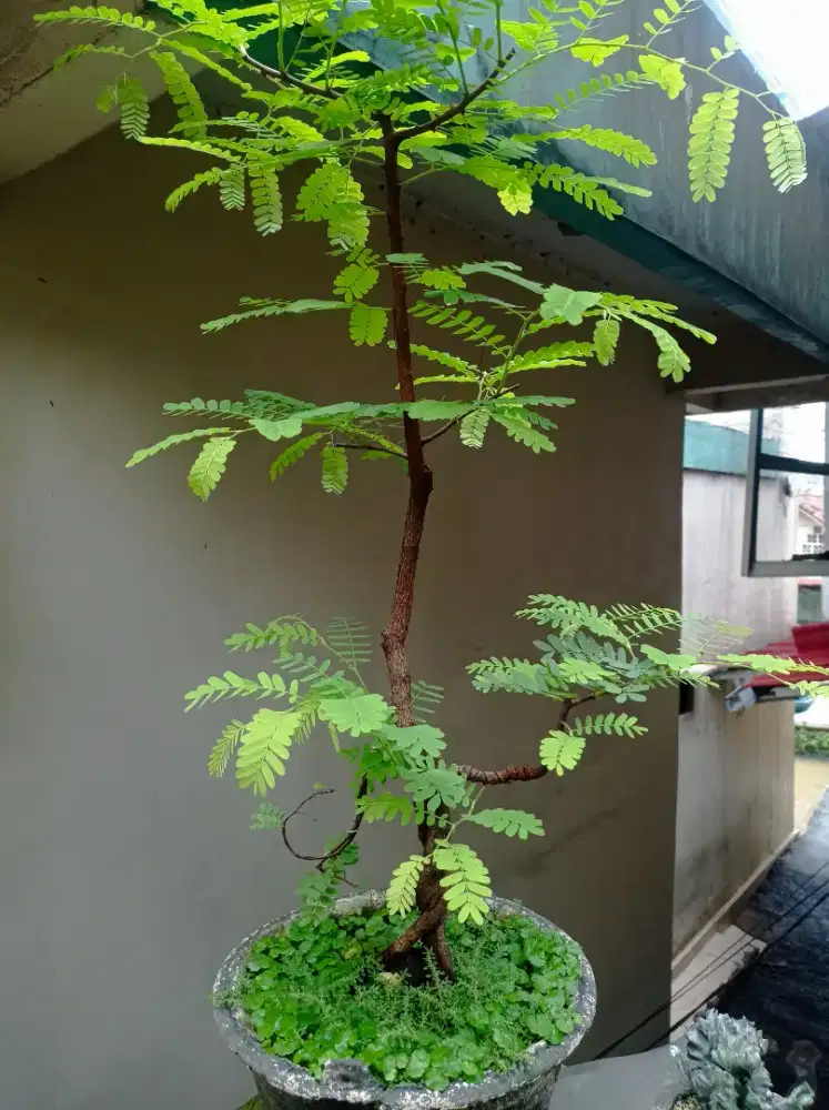 Bonsai asam Jawa natural prosfek