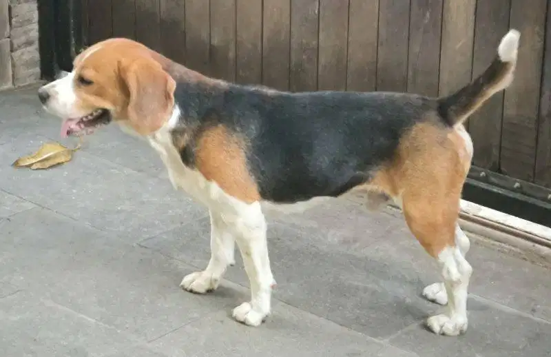 Beagle Standbum Mencari Cinta