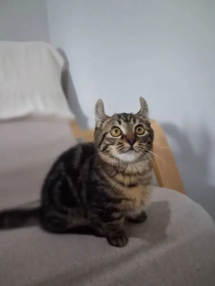 Kitten kaki pendek bali munchkin 3 bulan jantan