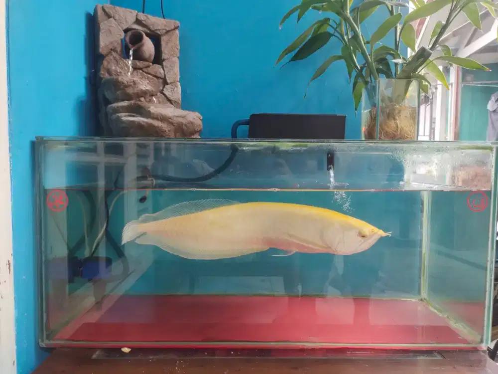 IKAN ARWANA SILVER ALBINO