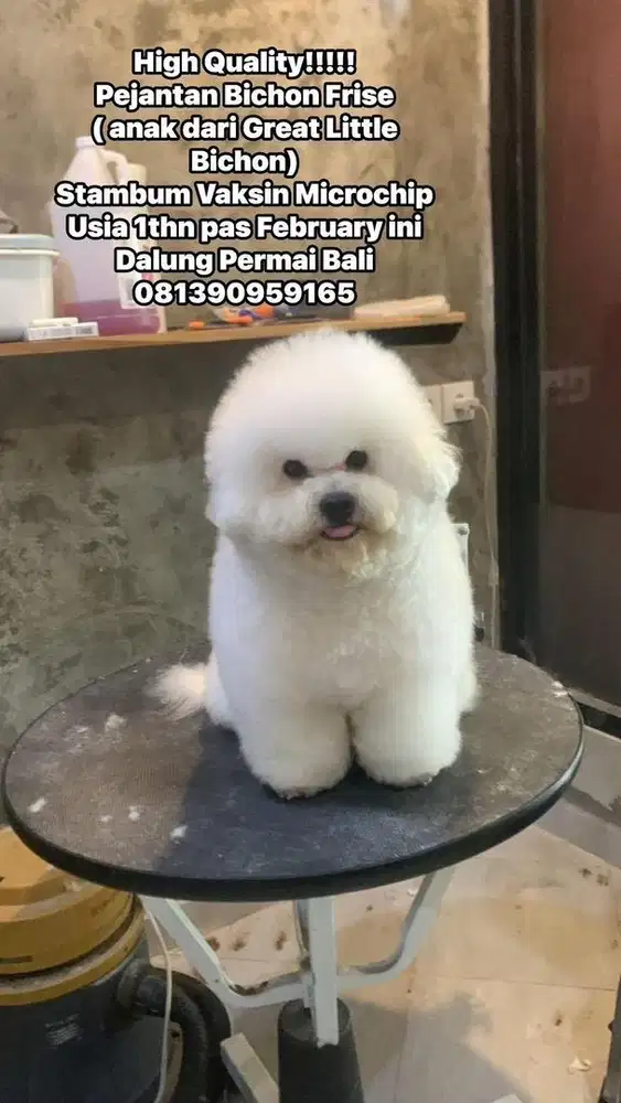 Bichon Frise Jantan