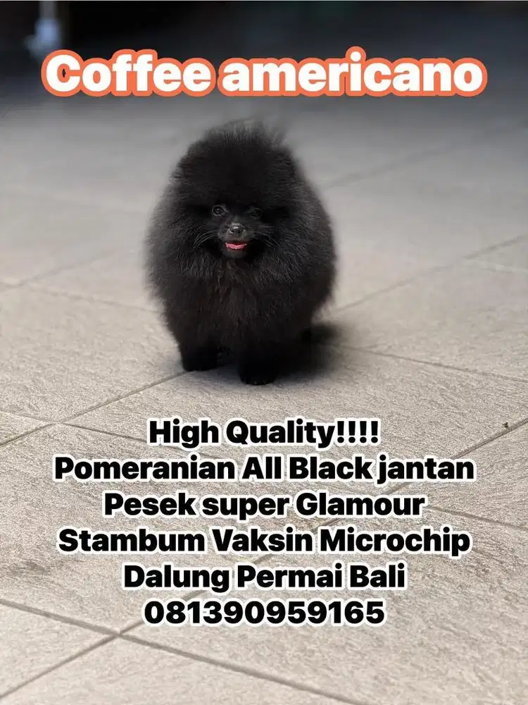 Pomeranian Black Solid