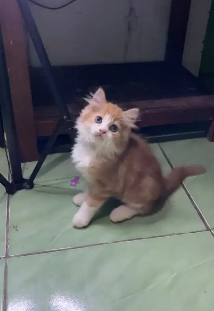 Kucing Kitten Persia