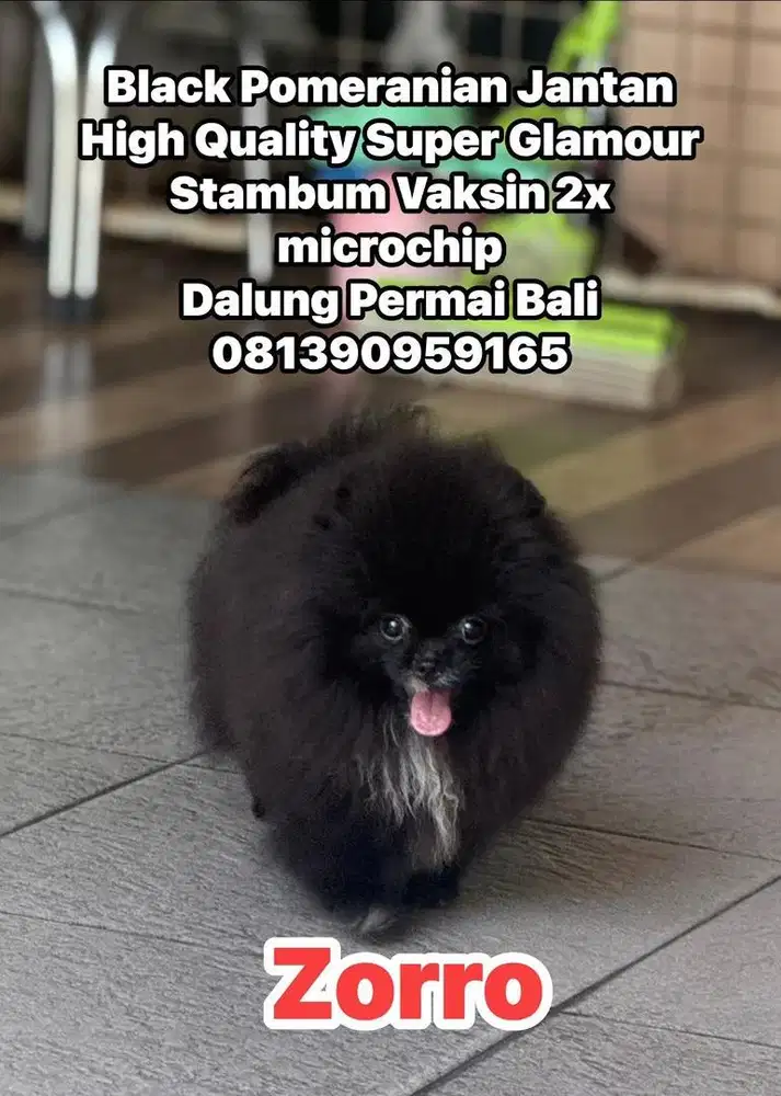 Pomeranian Black