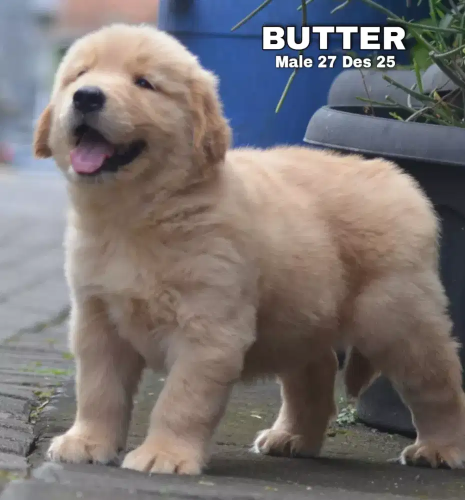 Golden ret jantan •BUTTER•