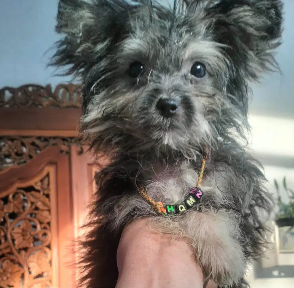 super maltice mix minipom