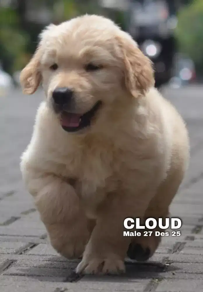 Golden ret jantan •CLOUD•