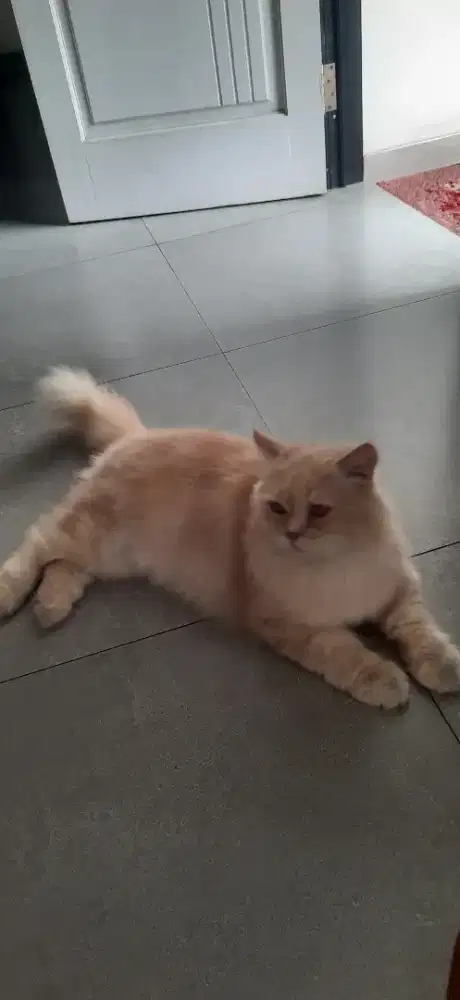 Adopsi 2 Kucing Kesayangan Berikut Kandang