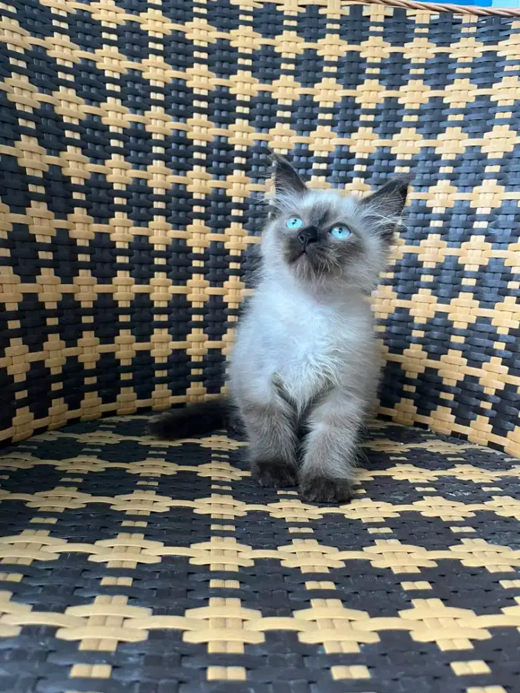 Kucing kitten himalaya jantan