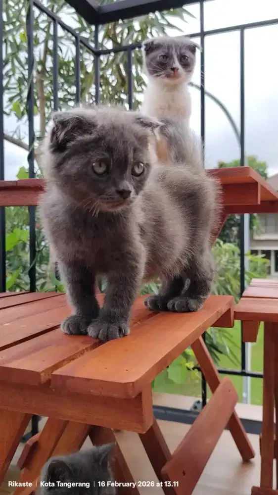 2 Scottish Fold Double