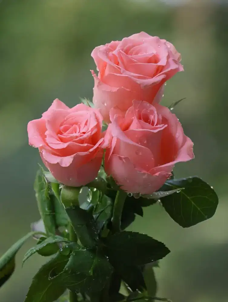 Saya sedang mencari pekerjaan