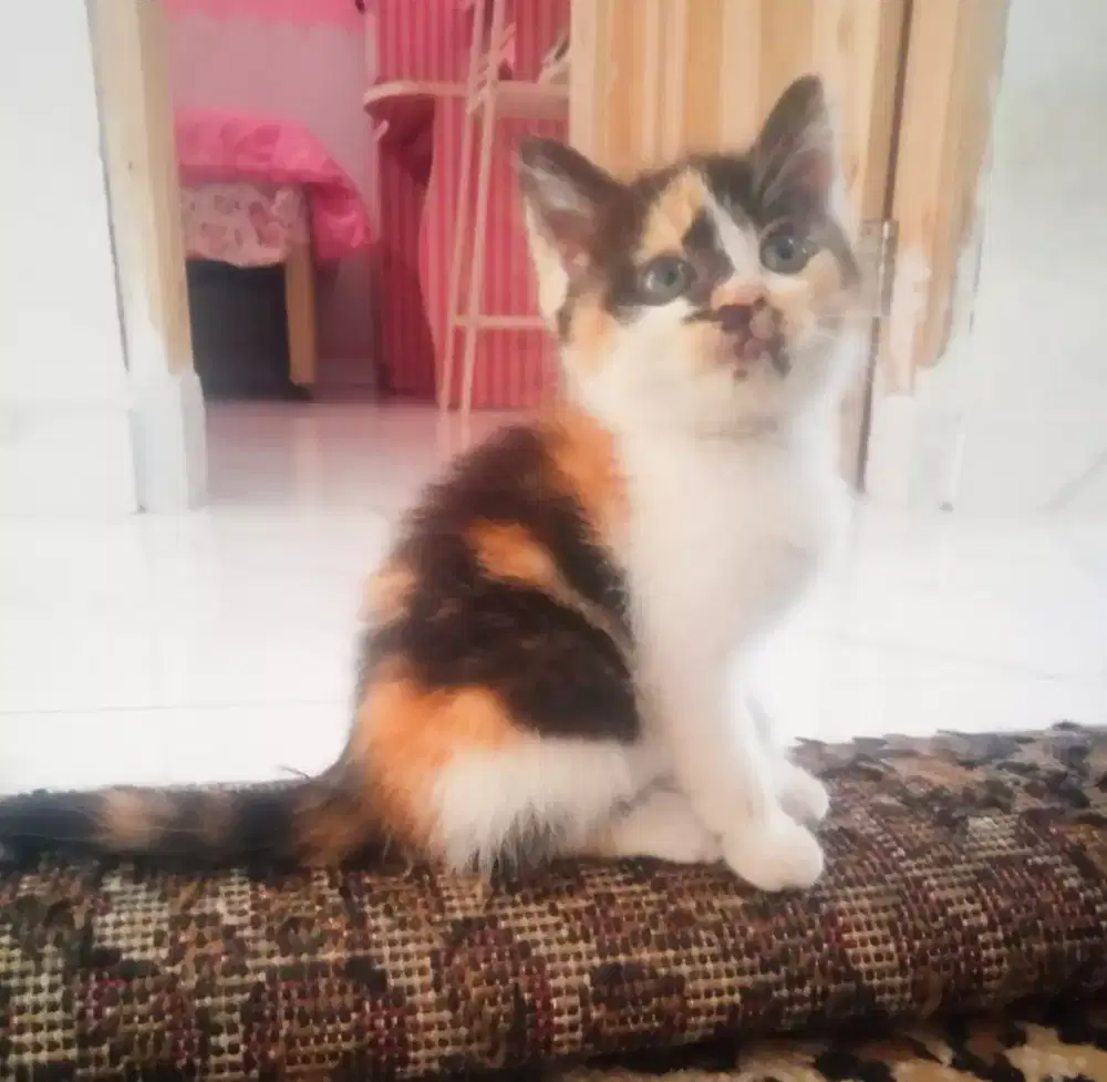 Kitten calico persmed shorthair aktif lucu mkn gembul