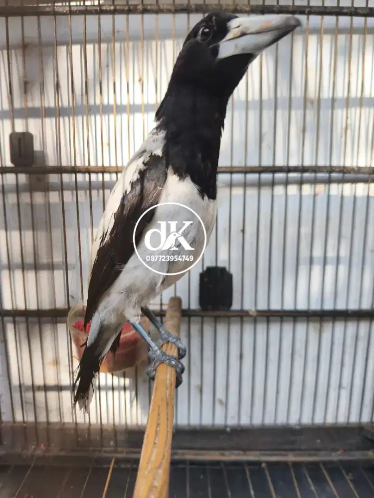 Jagal Papua Gacor ngerol