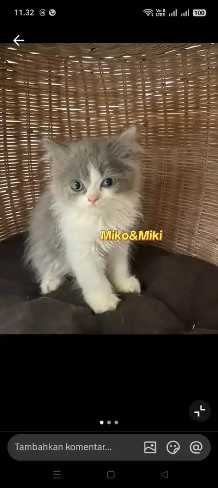 Kucing BSH Jantan Kitten 3 Bulan