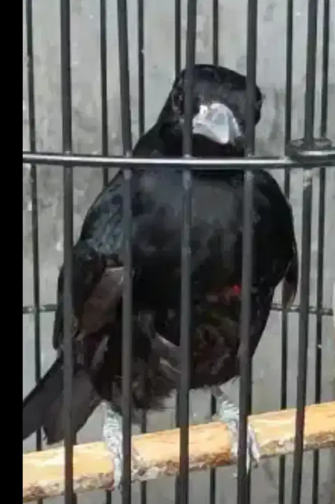 Kepodang hitam dada merah