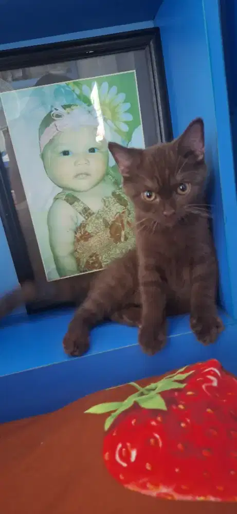 Bsh Choco Carrier cinnamon dan odd eye