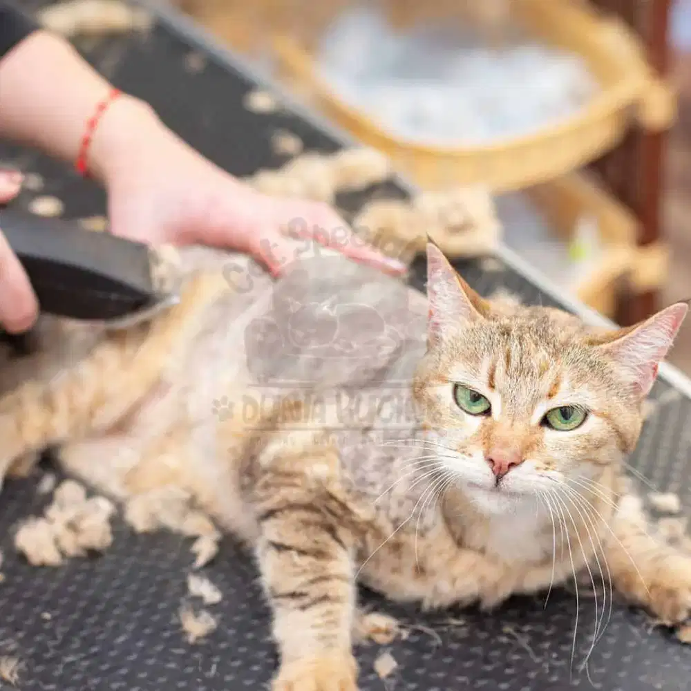 Indopet grooming panggila cat&dog datang kerumah