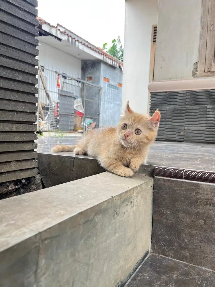 Kucing munchkin kinkalow kitten