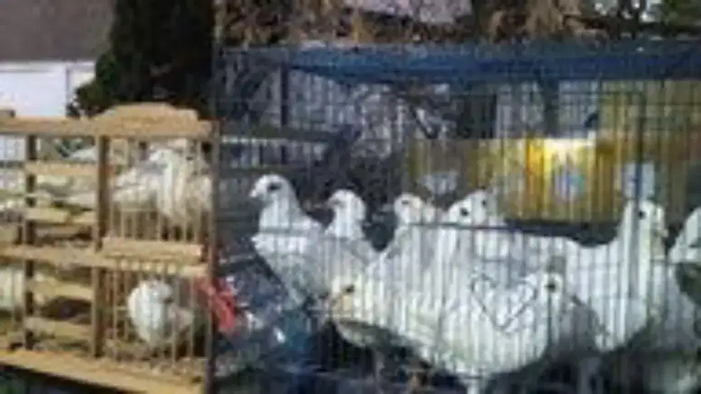 burung merpati putih polos untuk wedding car or di mobil pemgantin