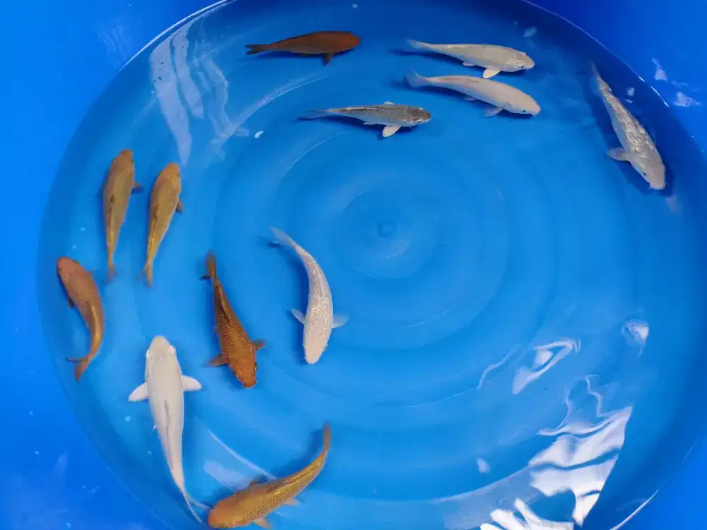 Koi Soragoi & Chagoi Bahan Berpunuk