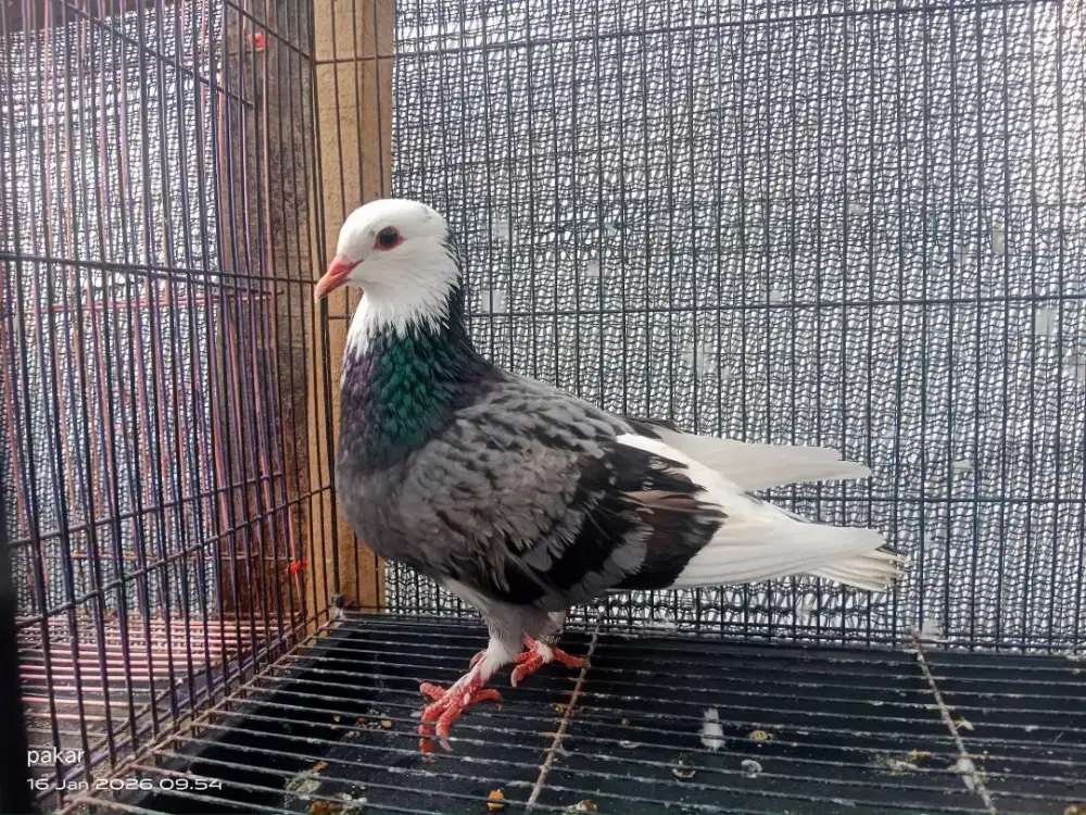 Betina gelang anugrah