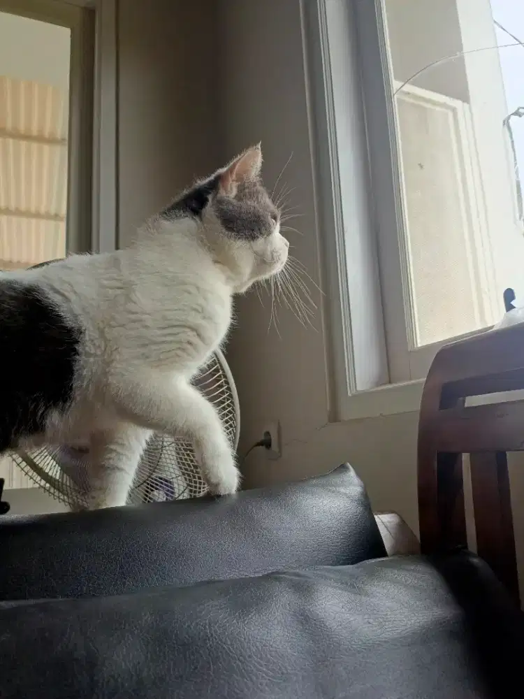 British Short Hair BSH Jantan