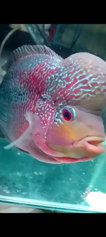 Ikan louhan jumbo 6 jarian