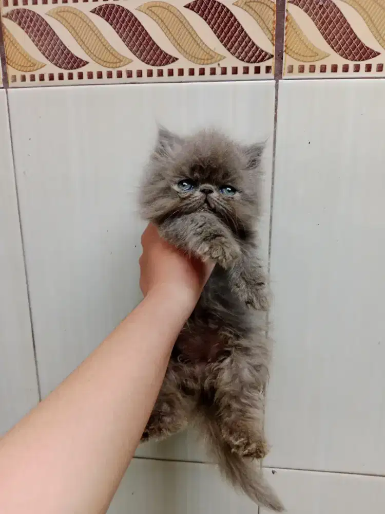 Kitten/peaknose/Persia peaknose/kitten peaknose