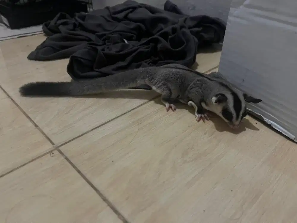 Sugar glider with face