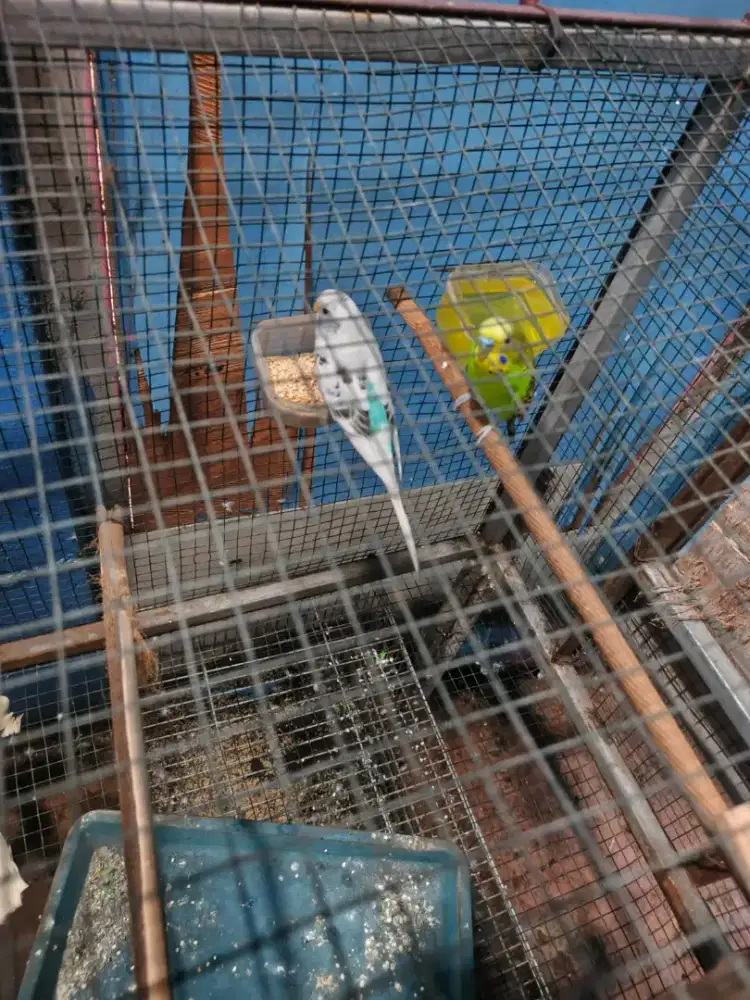 Parkit sepasang bt/tt