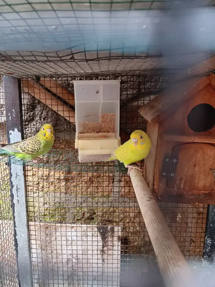 Burung parkit 1 pasang