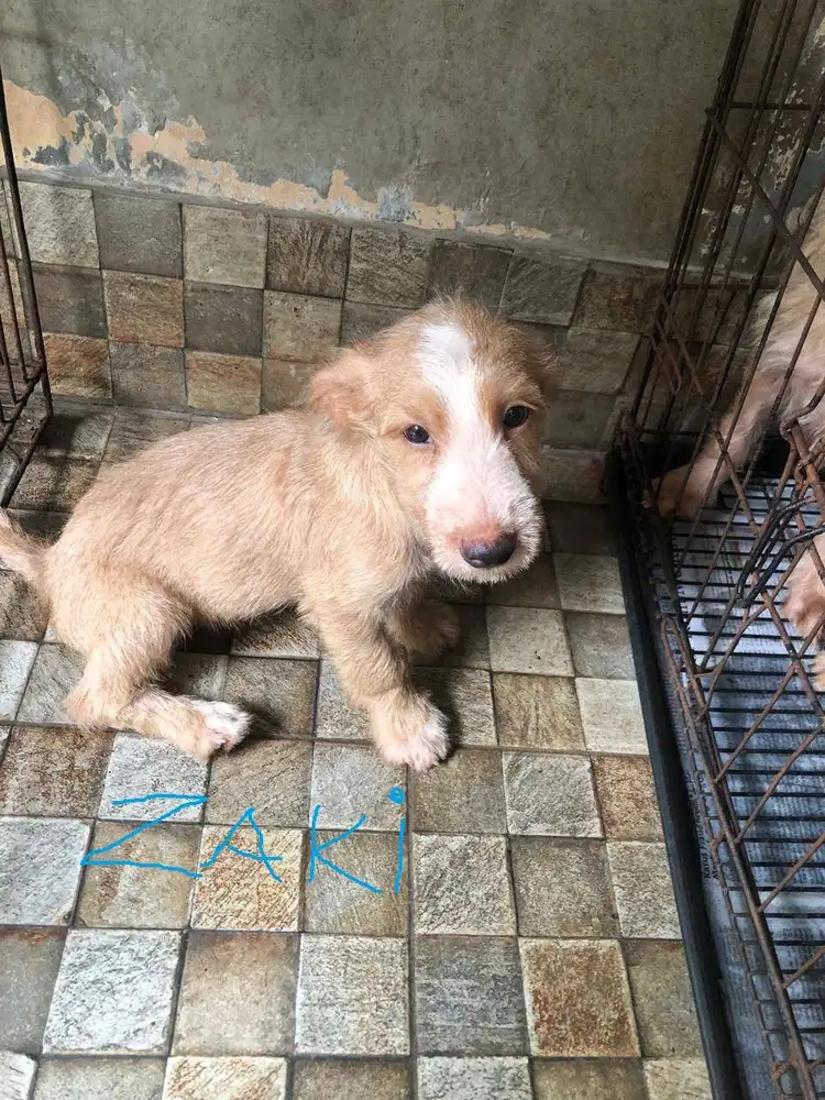 JUAL ANAK ANJING PINTAR, LUCU, & SEHAT Mix Schnauzer dan Pom