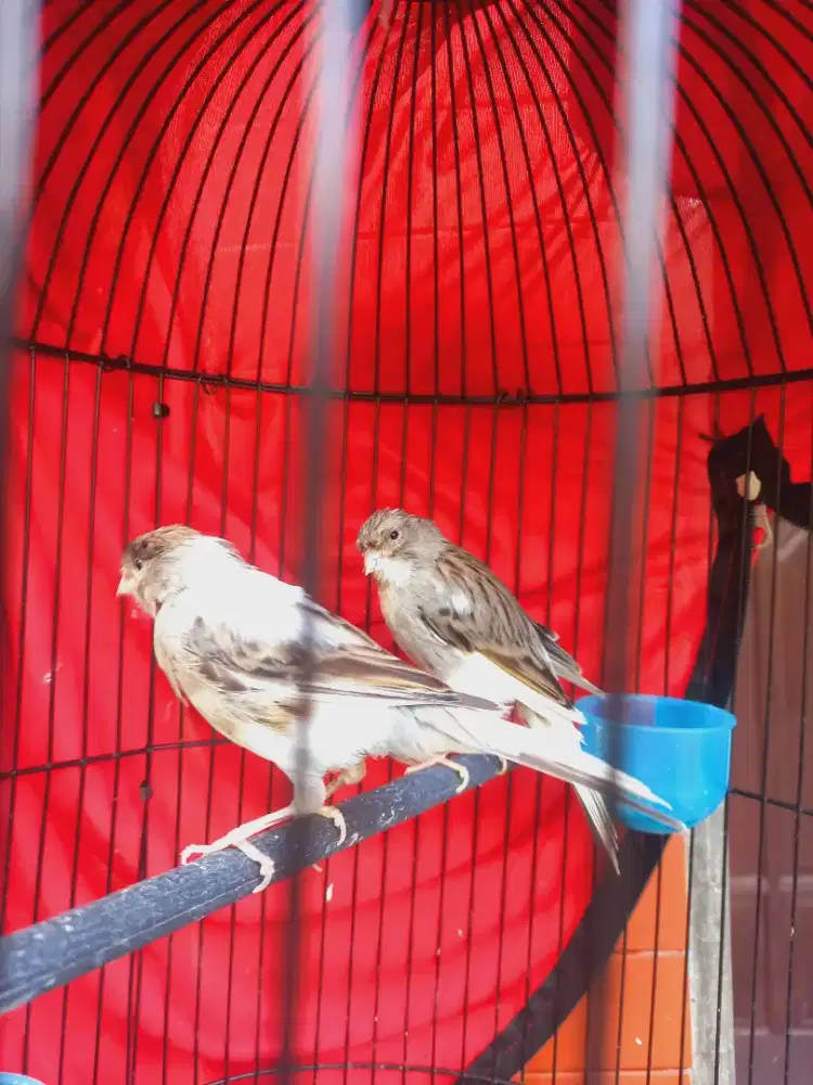 Kenari betina produksi  Starblue