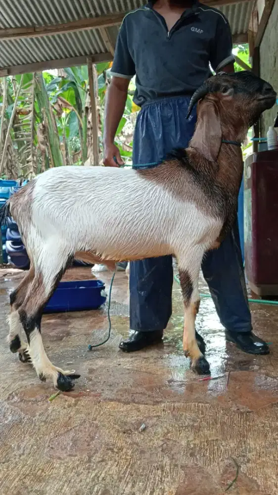 Kambing qurban sehat dan gemuk