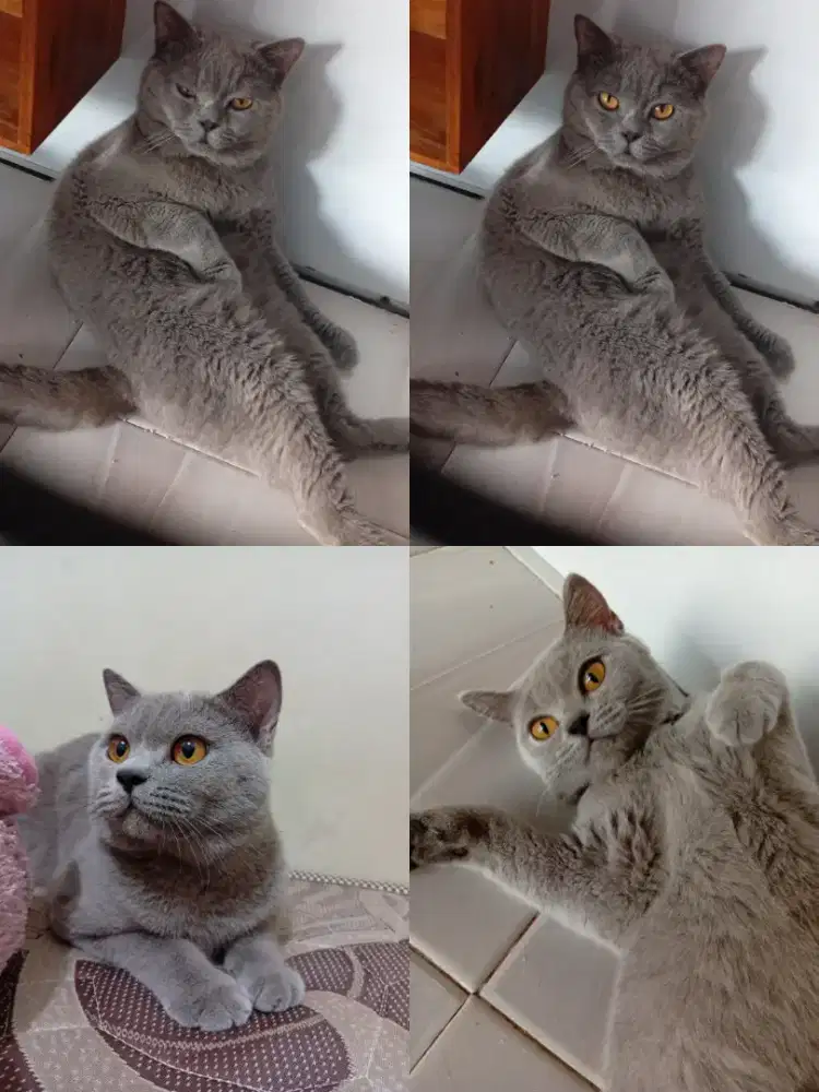 Kucing bsh British Shorthair