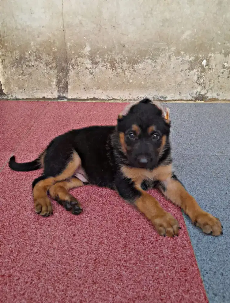 GSD/Herder jantan